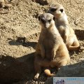 pic025422